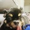 ルナちゃん。これでもチワワ。