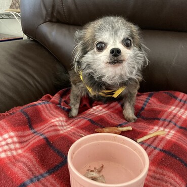 モカちゃん。チワワブリンドル。