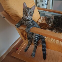 保護ねこ☆小さな譲渡会 サムネイル2