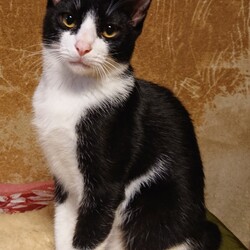 保護ねこ☆小さな譲渡会 サムネイル3