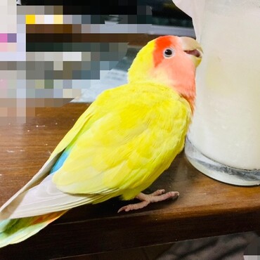 コップの水滴を舐めてます