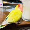 コップの水滴を舐めてます