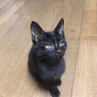 【ありがとうございました】黒猫キキです！