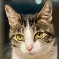 先住さんのお友達に！猫付き合い上手な百恵ちゃん
