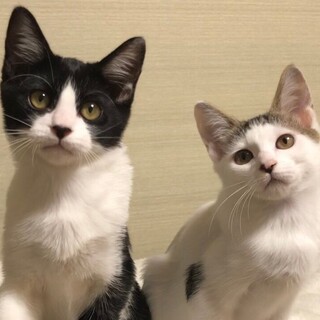 【10/3芝浦】膝上は取り合い！スリゴロ兄妹