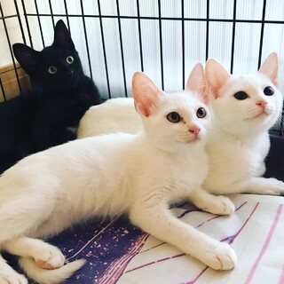 【10/3芝浦】美形で甘えん坊！白と黒の仲良し兄妹