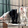【10/3芝浦】美形で甘えん坊！白と黒の仲良し兄妹 サムネイル7