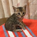 甘えん坊のキジトラ"ロン"くん(1.5カ月齢)