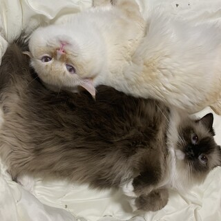 ラグドール2匹を引き取ってくださる方を募集してます