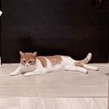 【交渉中】甘えん坊なスコティッシュ まるくん
