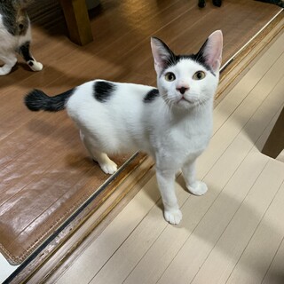 ぴちぴち元気！！　ちくわ♂