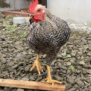 卵から孵化したニワトリです！