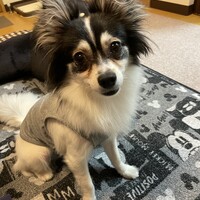 プラム