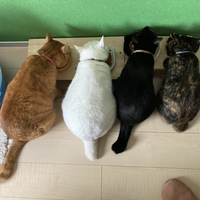 nosaataのカバー写真