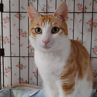 ほんわか癒し系美少年❤️ぷくちゃん