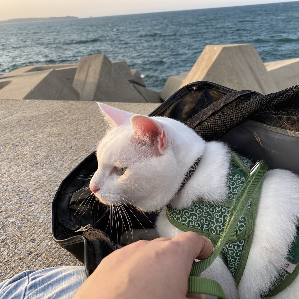 鮭のカバー写真