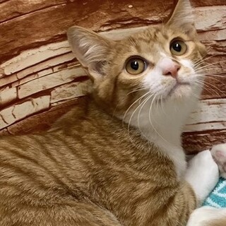 茶トラ白もふもふレッド君