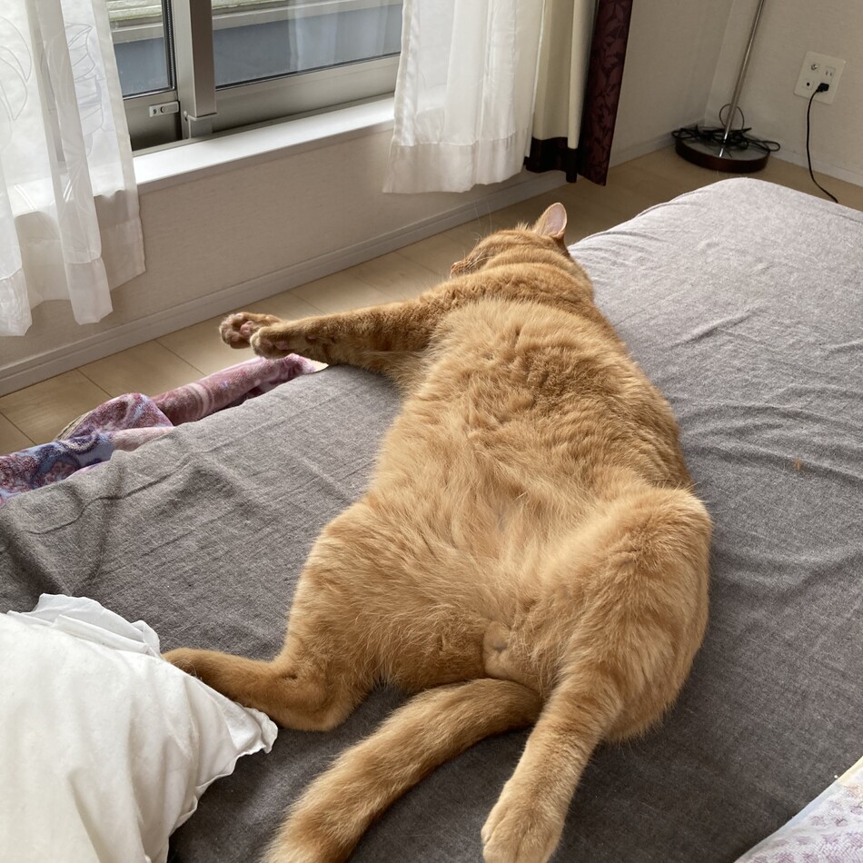 いりこのカバー写真