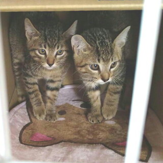 人なつこい甘えん坊のオス子猫