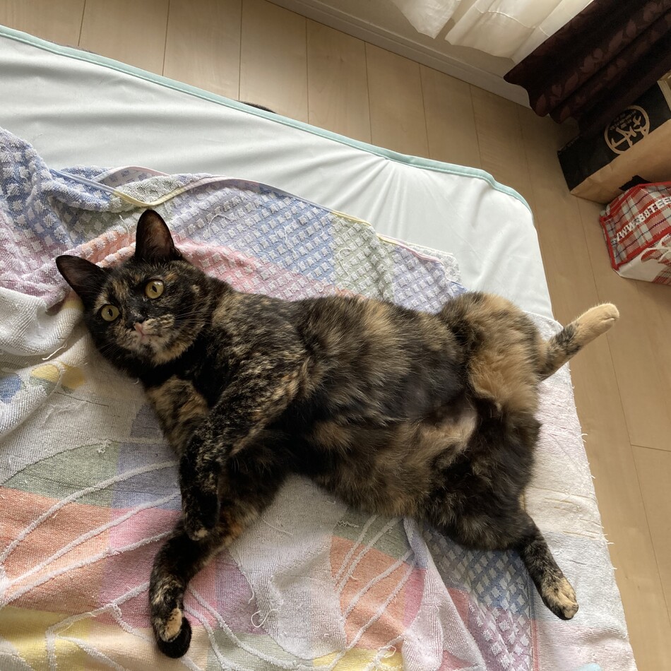 鱈のカバー写真