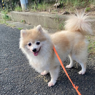 ふわちゃん：ポメラニアン女の子