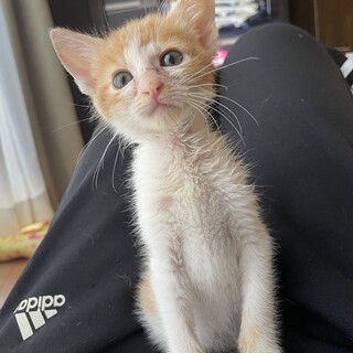 【募集一旦停止中】茶白のおっとり男の子