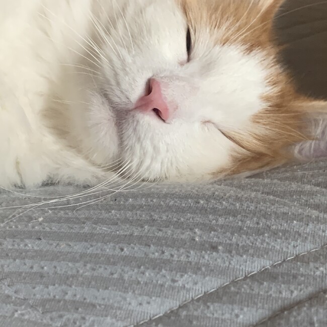 ゆいとうまのカバー写真