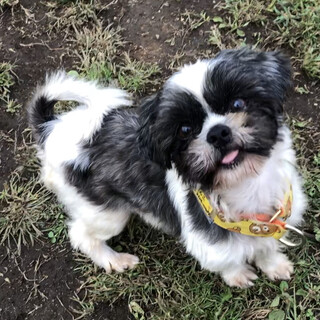 里親さんが決まりました！！