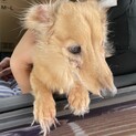 里親募集！