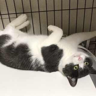 グレー白のトトロくん