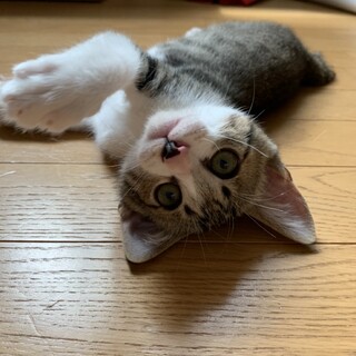2匹でトライアル決定‼️ラーくんプアちゃん♡