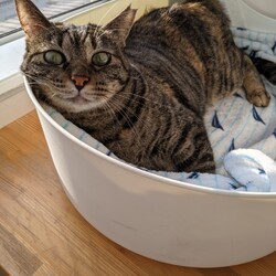 「譲渡条件が厳しい理由」サムネイル2