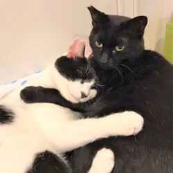 「譲渡条件が厳しい理由」サムネイル3