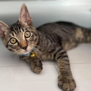 急に一人ぼっちになってしまった、サスケ君！