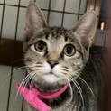穏やかなキジ少しグレー♀こねこ