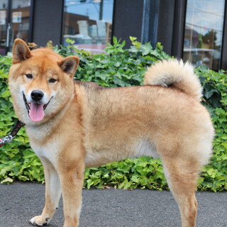 イケメンの柴！名前はりゅうび！