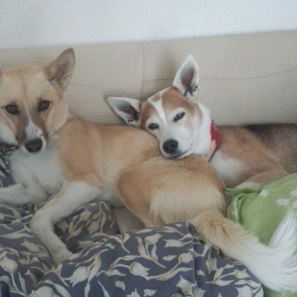 LUCYのカバー写真
