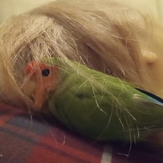 Roosのカバー写真