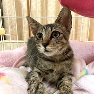 お目々ぱっちりキジトラ女の子