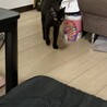 ぴーさん