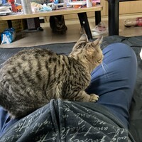 パンジーちゃん