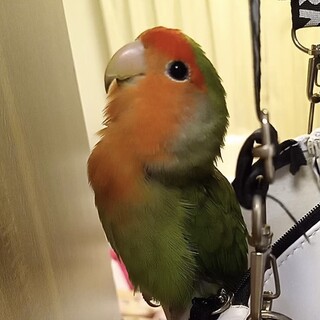 コザクラインコ♀11ヶ月