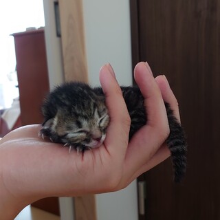 生まれたてブラウン 子猫です！