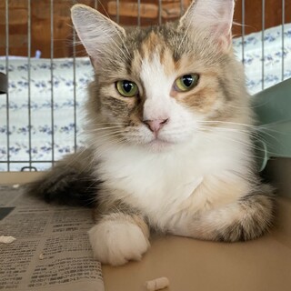 シャイなノルウェージャン女の子