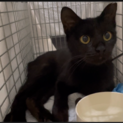 子猫のような野良黒ねこちゃん