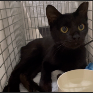 子猫のような野良黒ねこちゃん