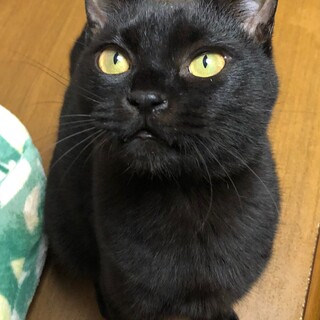 大人猫たちに溺愛されて育ち社会性もバッチリ♡