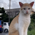 人懐っこすぎる野良猫くん。