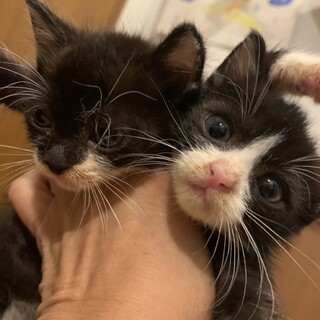 2匹で里親様決定‼️小さな白黒姉妹♡