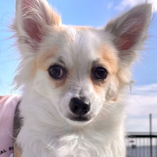 21-M656　パピチワMixのコニー君♪